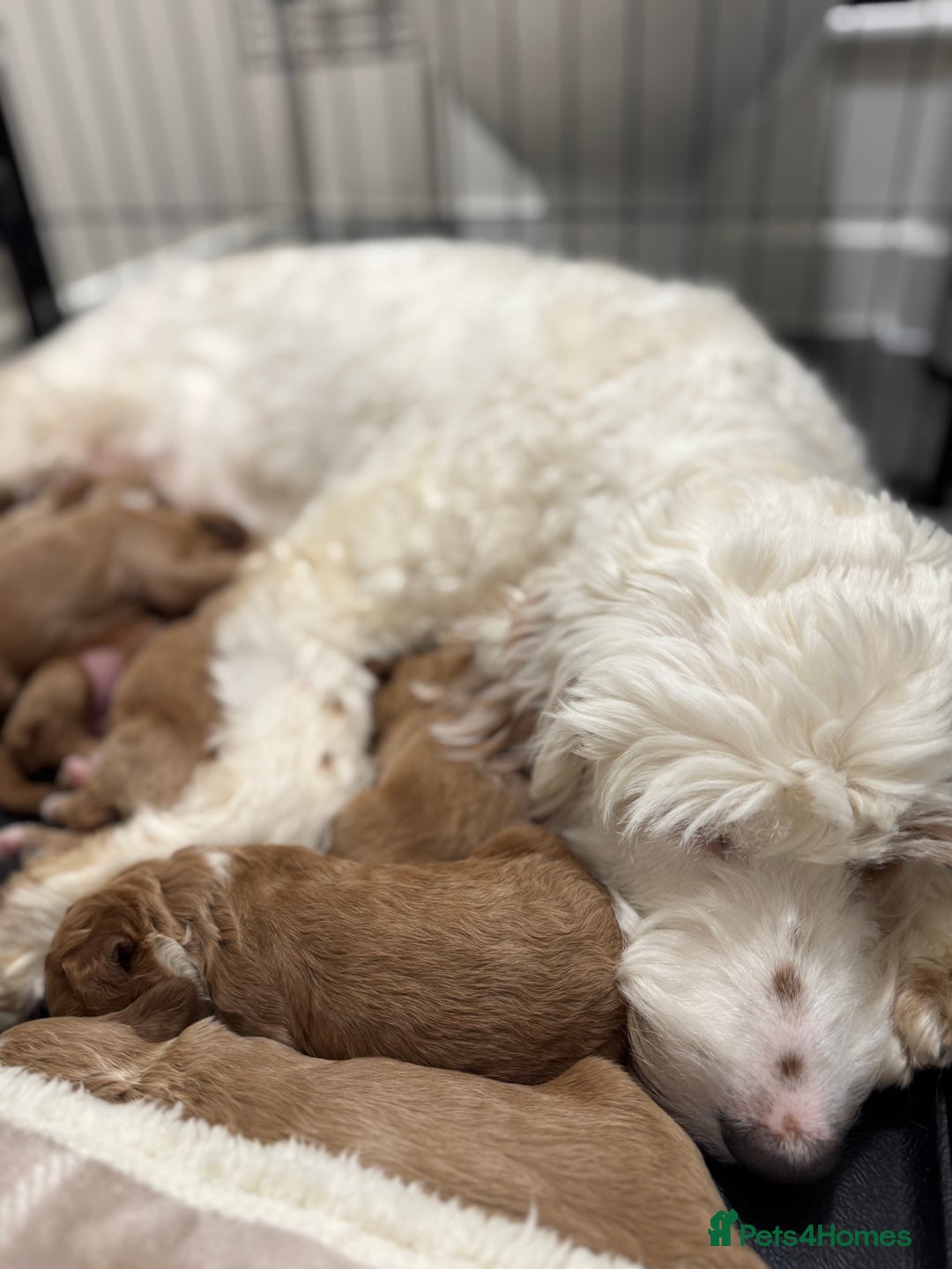 Australian Labradoodle dogs for sale: Australian Labdoodle  - Image 7