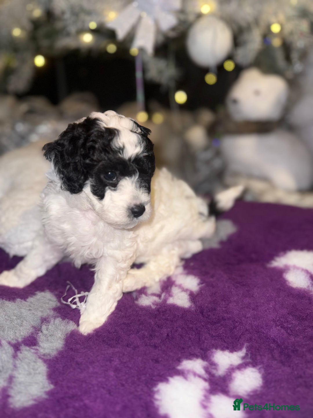 Cavapoo dogs for sale: Gorgeous rare Cavapoo F1B puppies 🐶  - Image 6