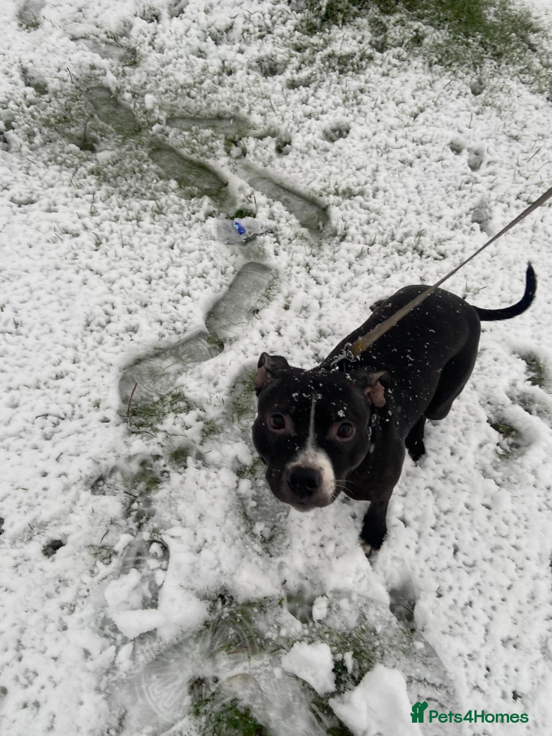 Staffordshire Bull Terrier dogs for sale: Lassie the staffy  - Image 2