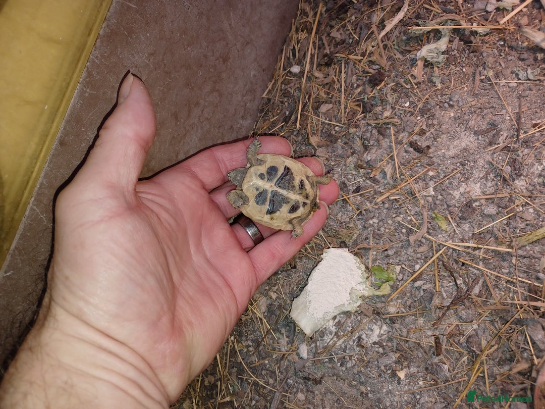 Tortoise reptiles for sale: HERMANNS TORTOISE YOUNGSTER HATCHED UK AUGUST 2025 - Advert 6