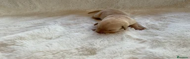 Labrador Retriever 10