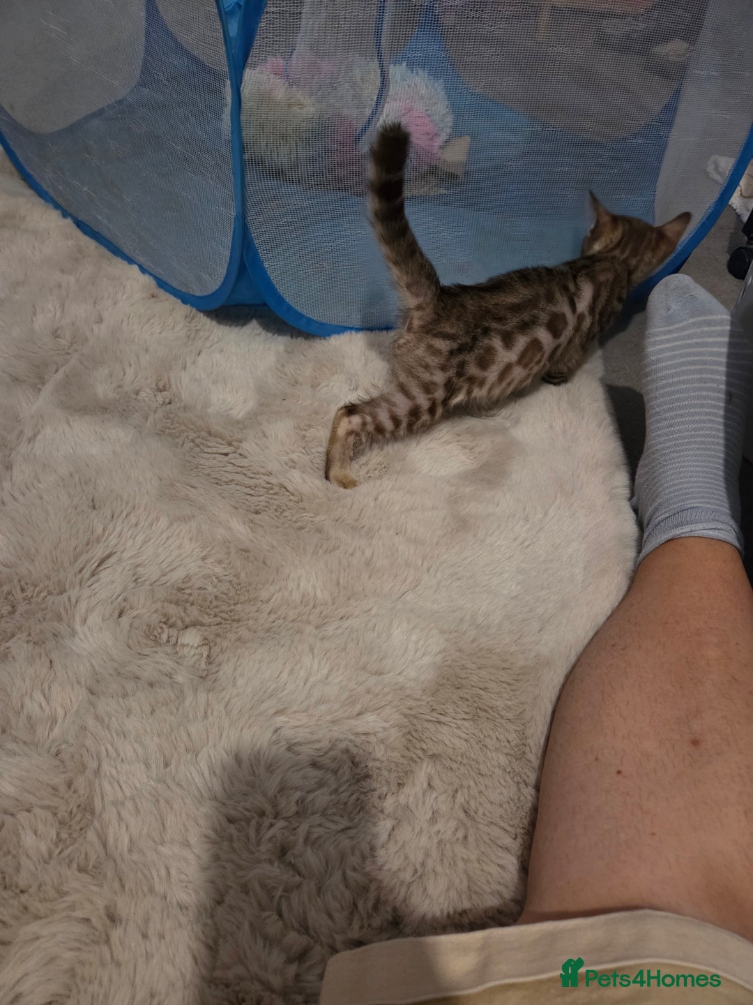Bengal cats for sale:  1 stunning male bengal kitten (reduced price) - Image 31