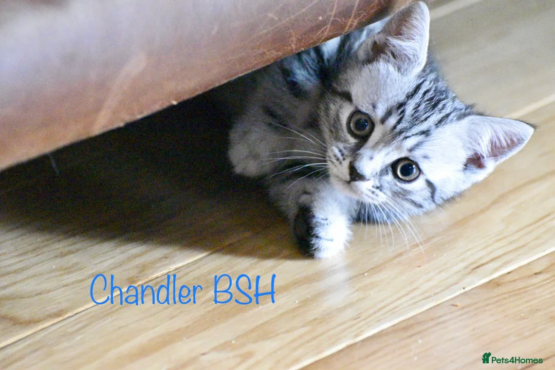 British Shorthair cats for stud: Stunning Classic BSH Classic Tabby (B Blood) in Kettering - Advert 6