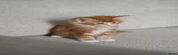 Maine Coon cats for sale: 5 Beautiful Russian Import Kittens TICA - Advert 28