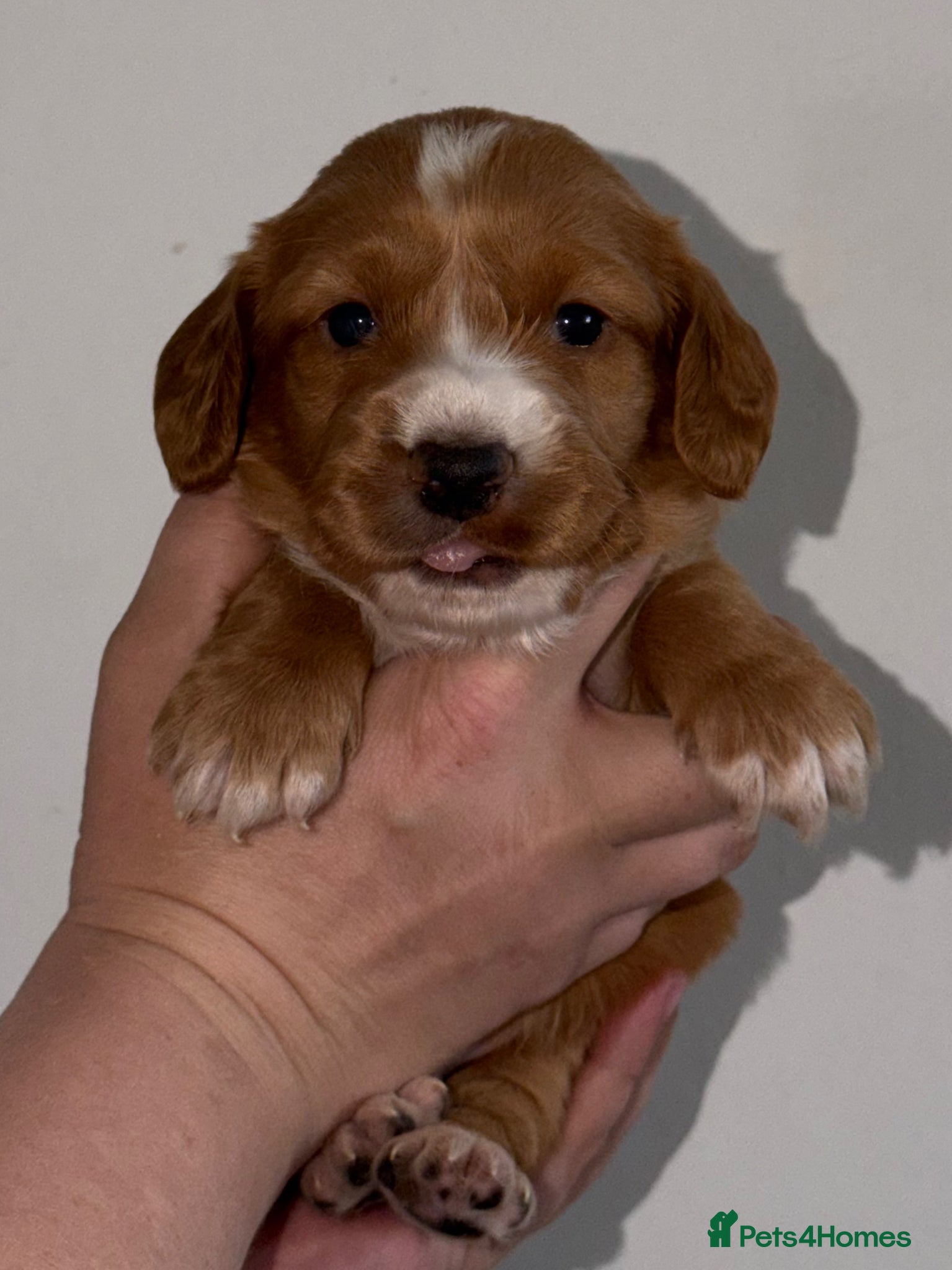 Cocker Spaniel dogs (2 MALES LEFT) Cocker Spaniel Pups  - Advert 1