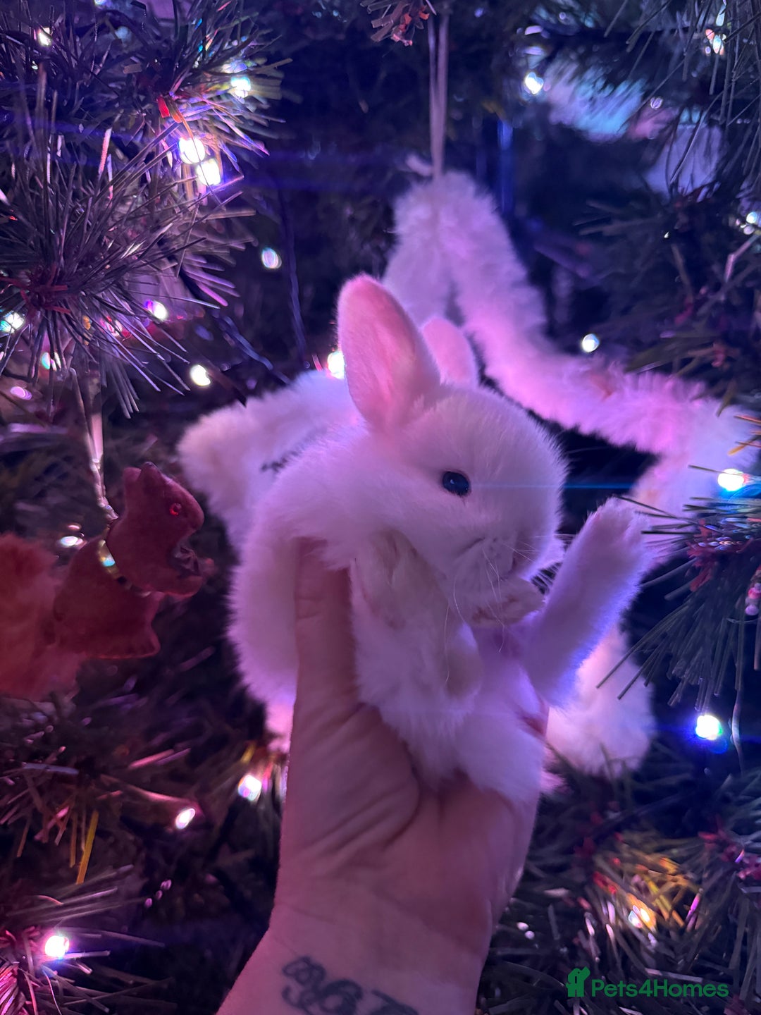 Mini Lop rabbits for sale: Mini lops. White with blue eyes or mixed colours.  - Advert 16