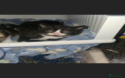 American Curl cats for sale: Amarican Curl Kitten  - Image 7