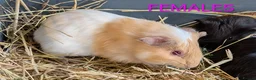 Guinea Pig rodents for sale: Beautiful Baby Guinea Pigs - Males  - Advert 9
