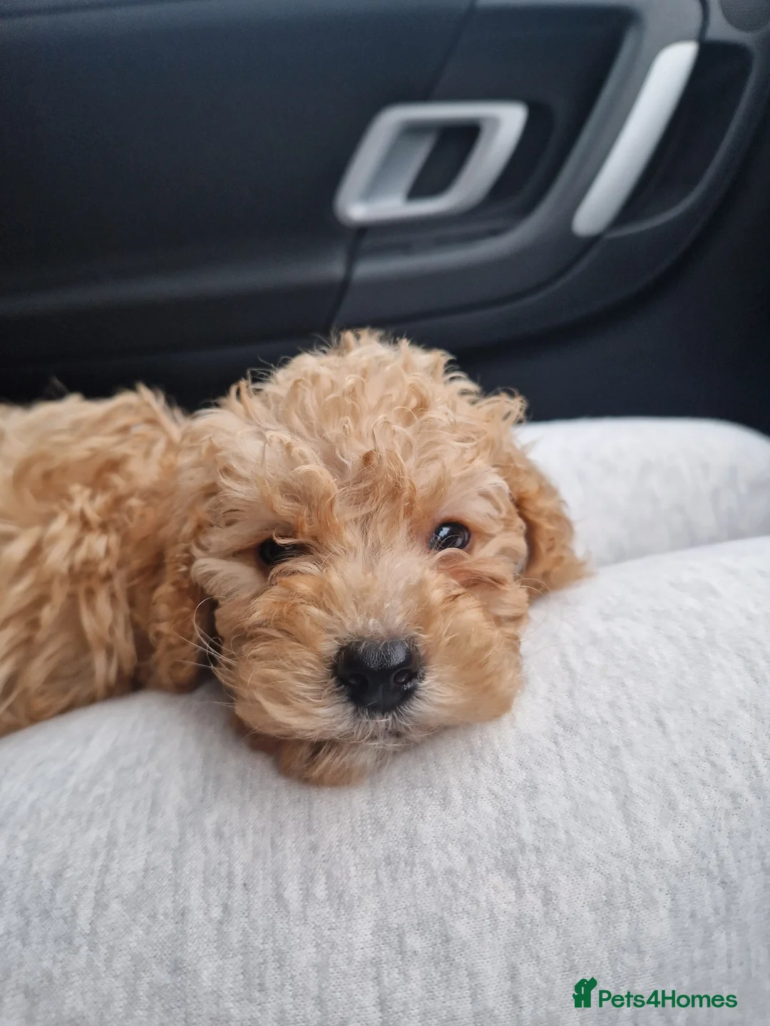 Cockapoo dogs for sale: TOY COCKAPOO PUPPY in Thirsk - Advert 2