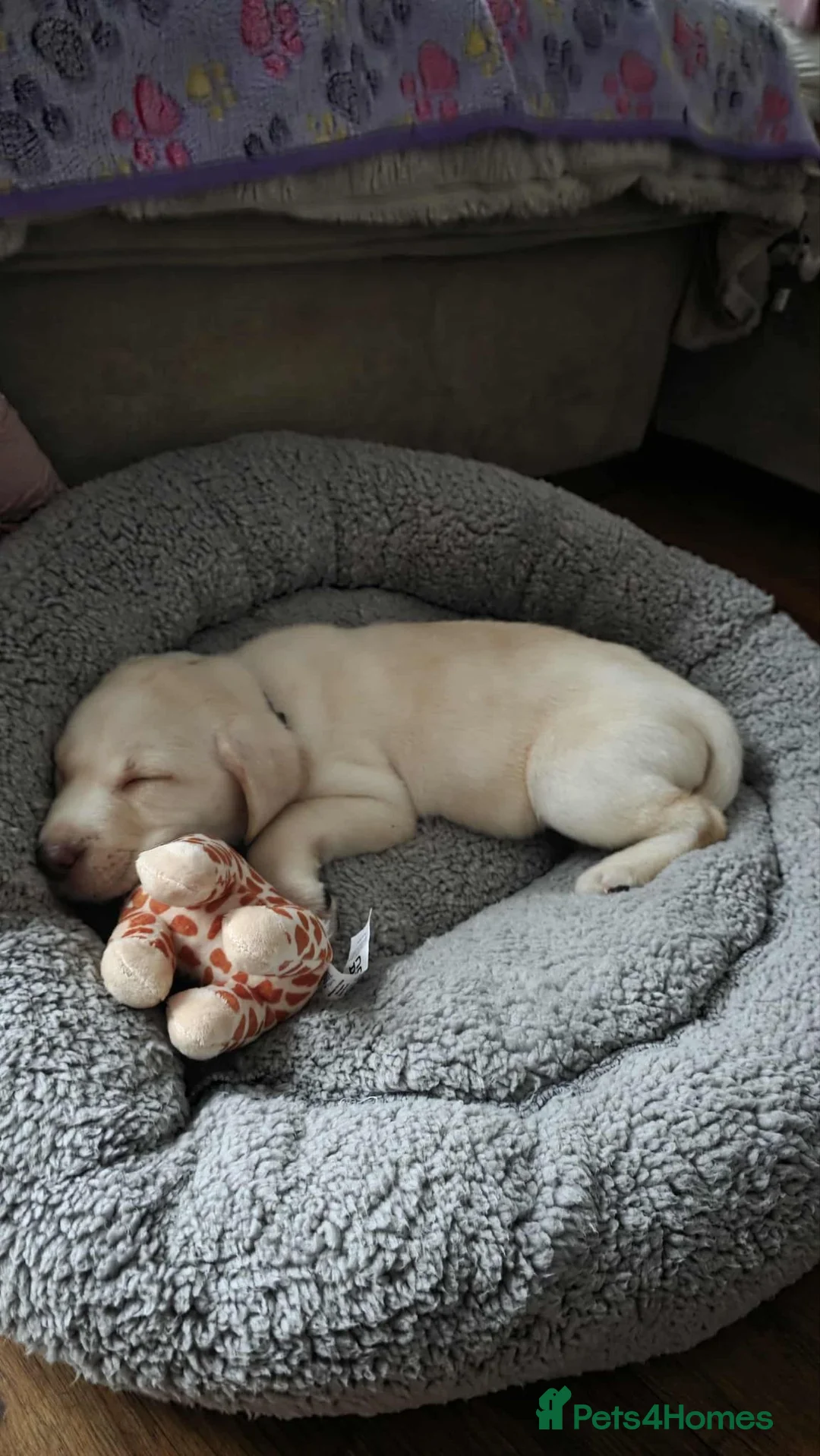 Labrador Retriever dogs for sale: Babygirl Nyla  in Mansfield - Advert 30