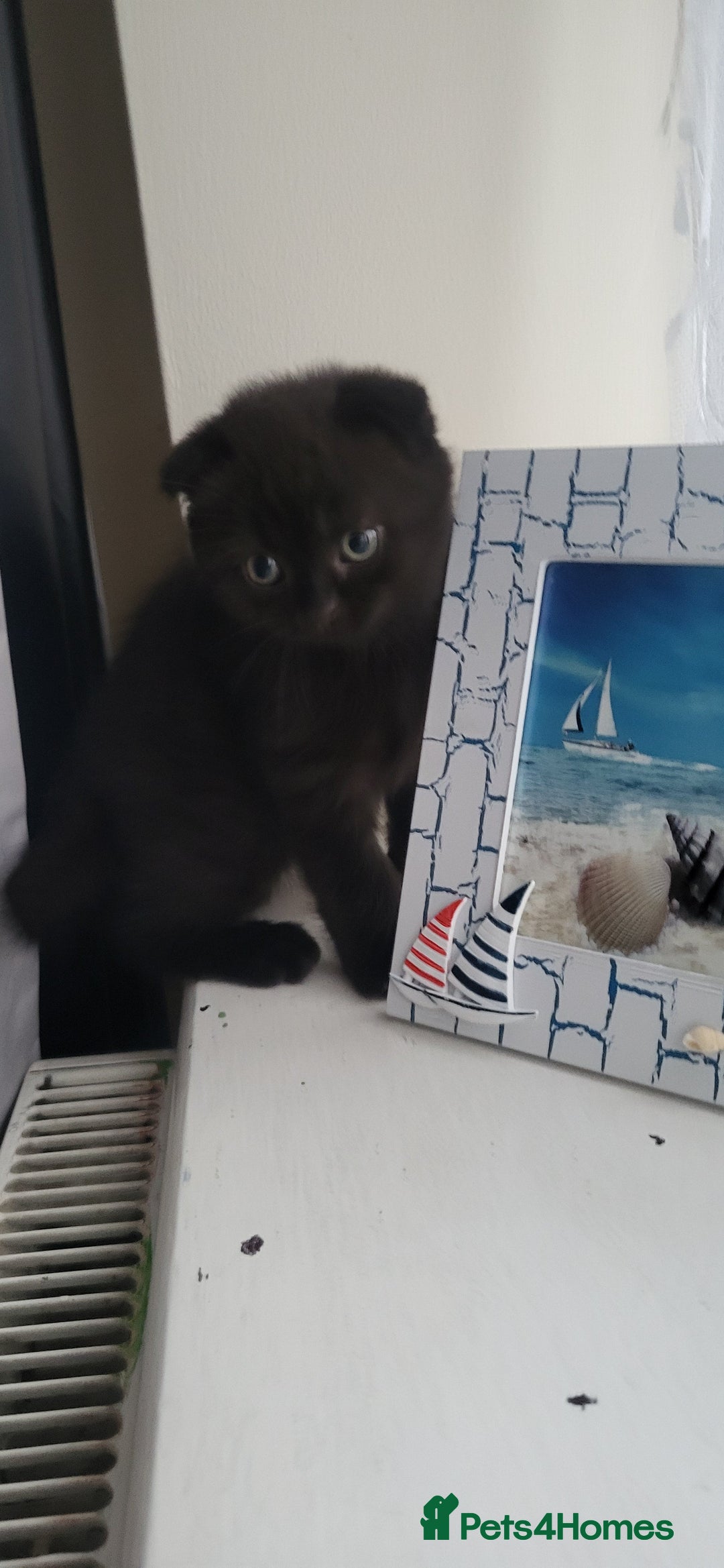 Mixed Breed cats for sale: Black boy  - Advert 1