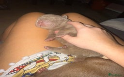 Shar Pei dogs for sale: 3 beautiful shar Pei puppy’s  - Image 4