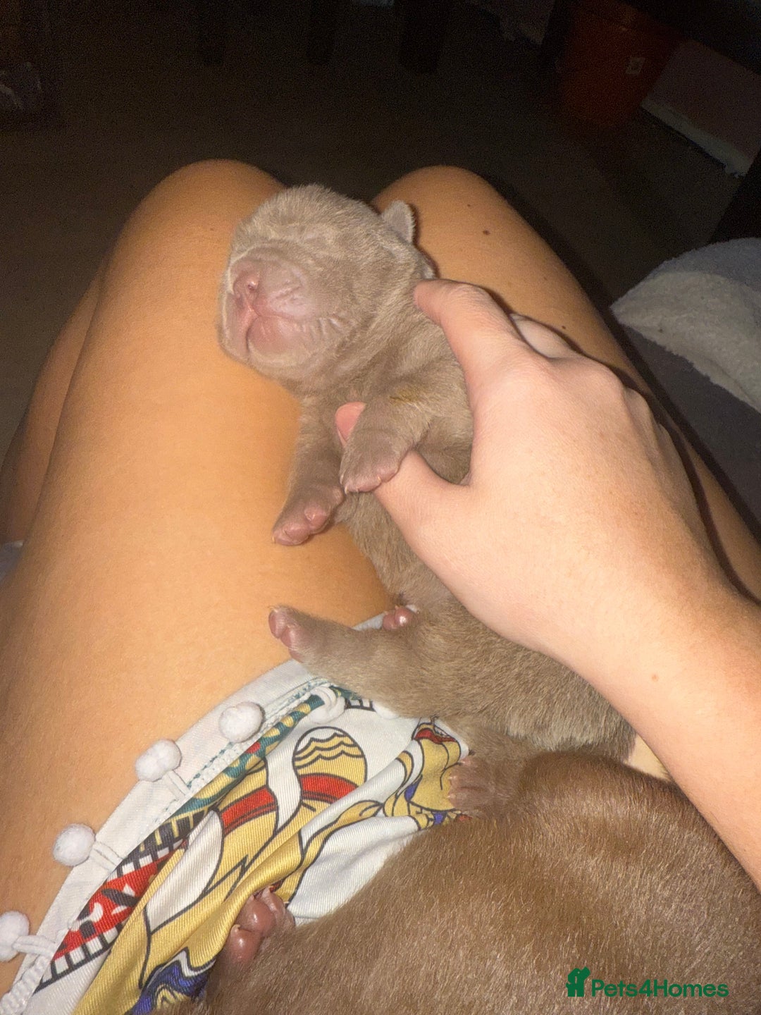 Shar Pei dogs for sale: 3 beautiful shar Pei puppy’s  - Image 4