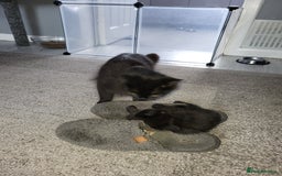 Domestic Shorthair cats for sale: Black kitten  - Image 3