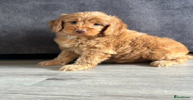 Cockapoo dogs - Advert 11