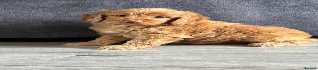 Cockapoo Puppy 3