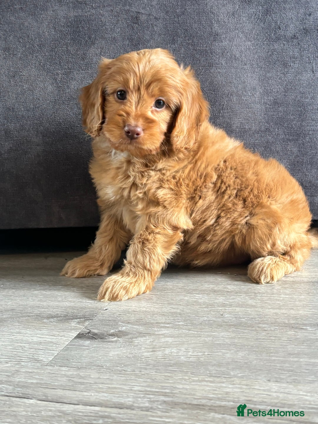 Cockapoo dogs for sale: Cockapoo puppies ready now  - Image 2