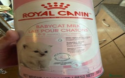 Domestic Shorthair cats for sale: Kittens - Image 8