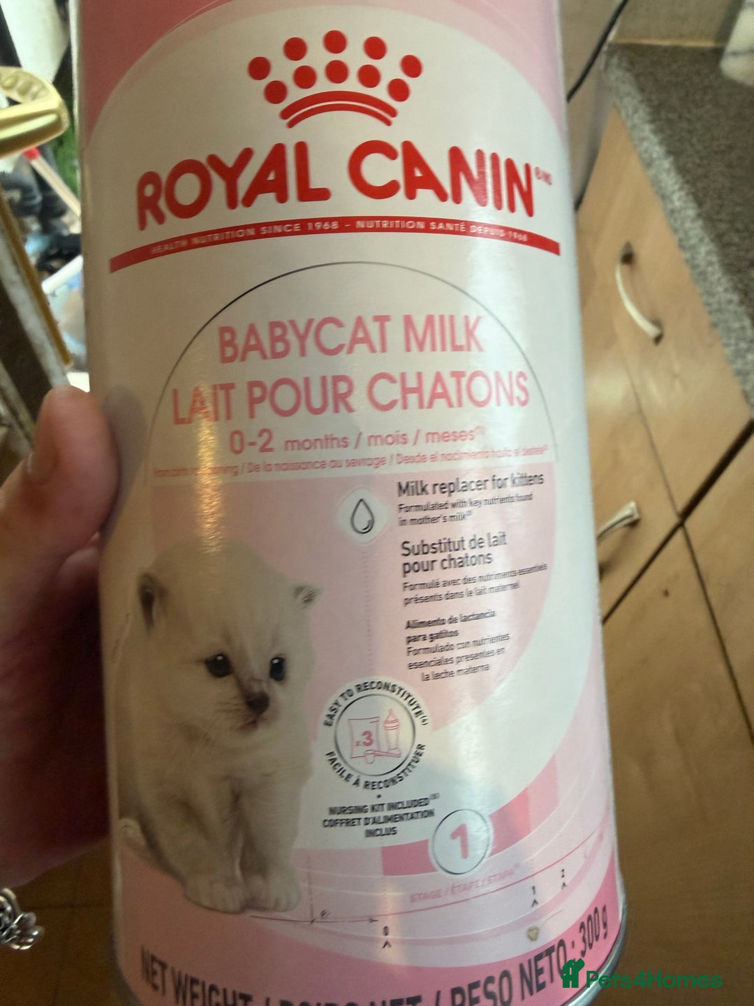 Domestic Shorthair cats for sale: Kittens - Image 8