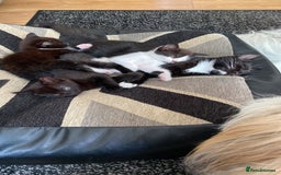 Domestic Shorthair cats for sale: 3 gorgeous kittens - Image 3