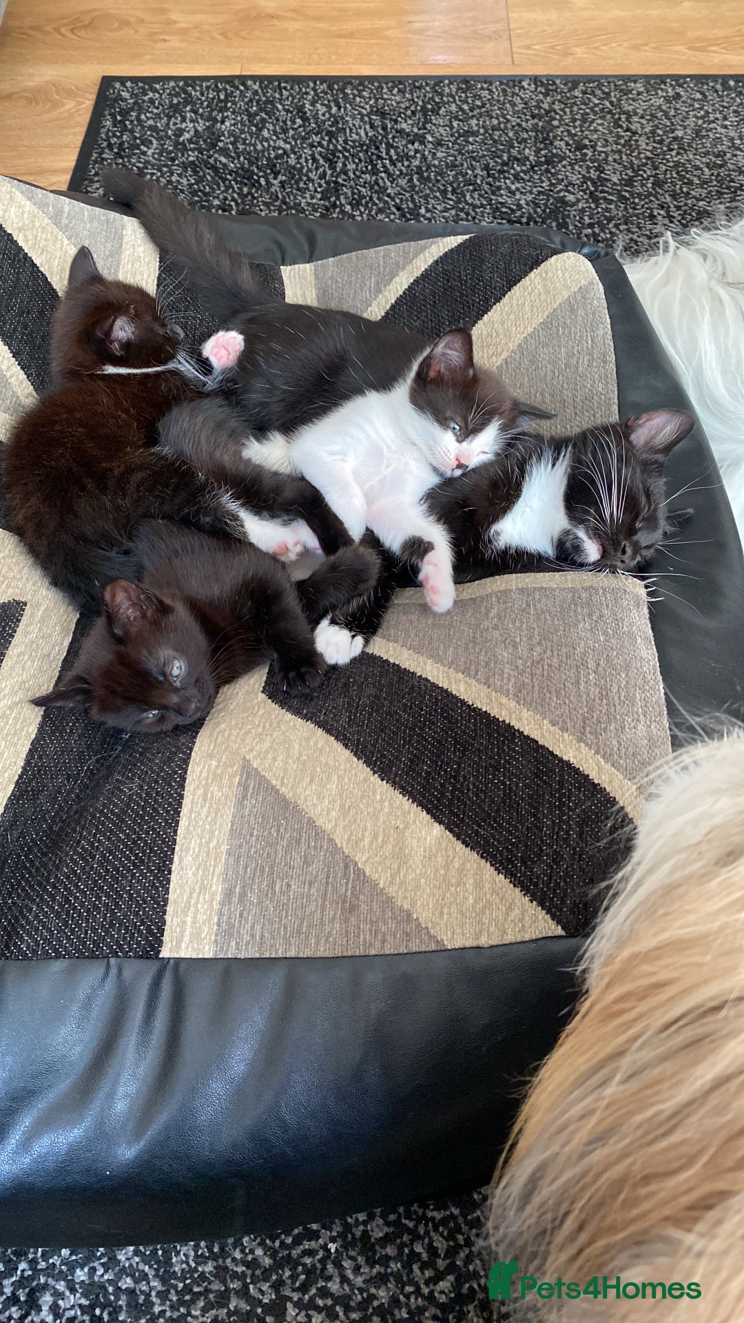 Domestic Shorthair cats for sale: 3 gorgeous kittens - Image 3