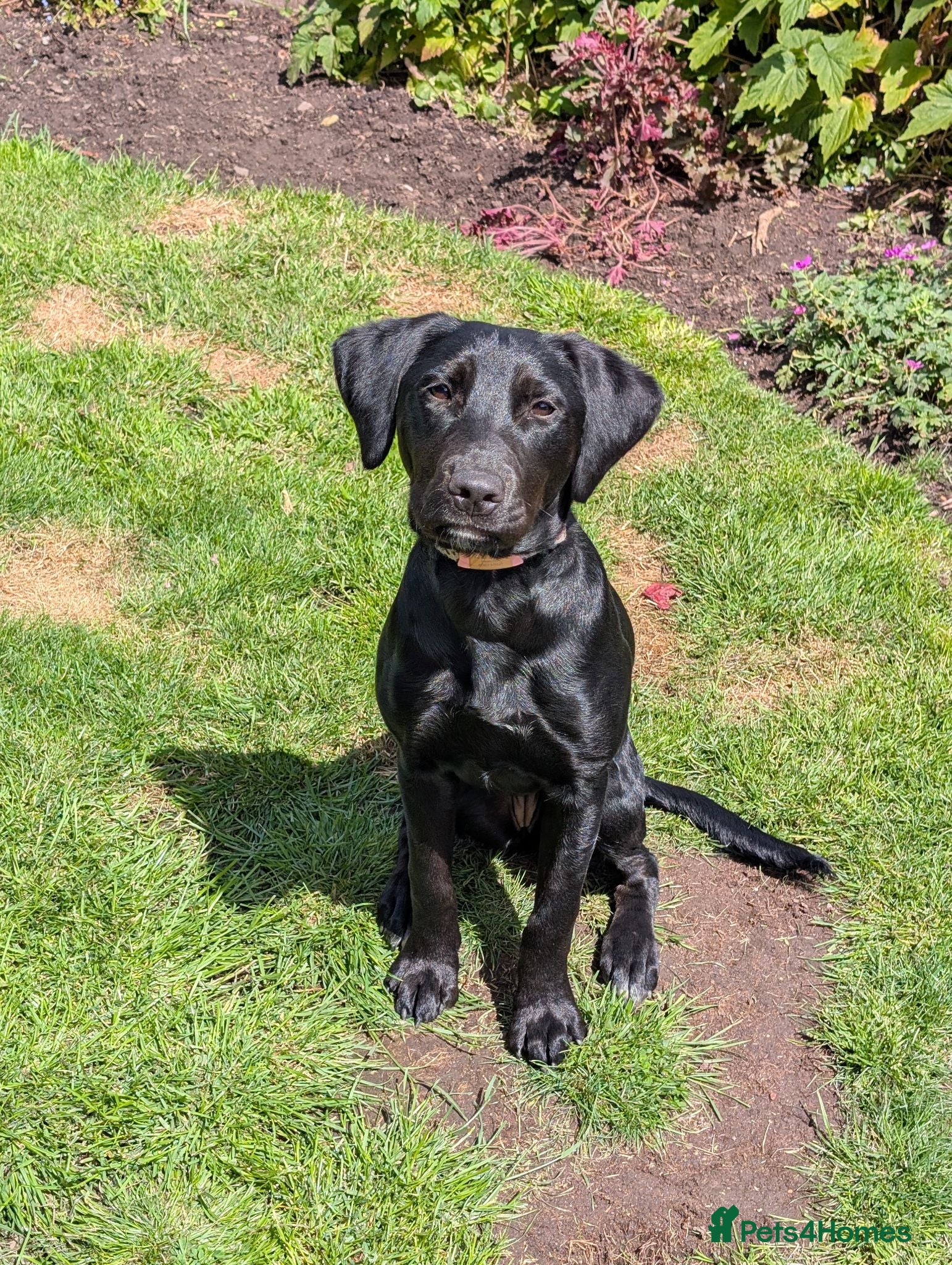 Mixed Breed dogs Maisie - 6 month old mixed breed female  - Advert 1