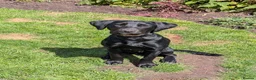 Mixed Breed dogs for sale: Maisie - 6 month old mixed breed female  in Newport - Advert 1