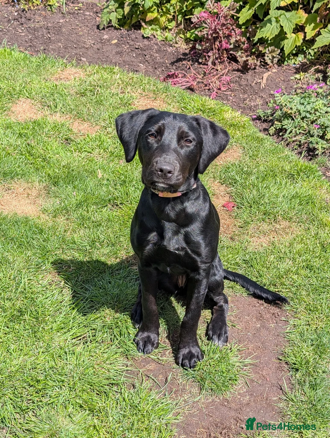 Mixed Breed dogs for sale: Maisie - 6 month old mixed breed female  in Newport - Advert 1