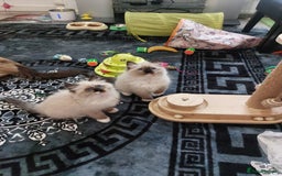 Ragdoll cats for sale: Beautiful adorable Ragdoll kittens.  - Image 1