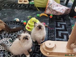 Ragdoll cats - Advert 33