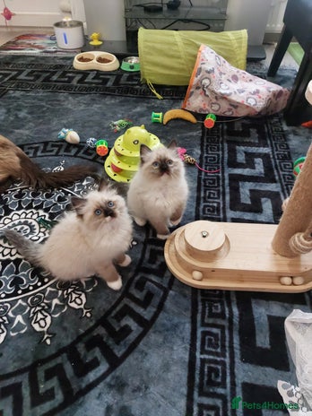 Ragdoll cats - Advert 16