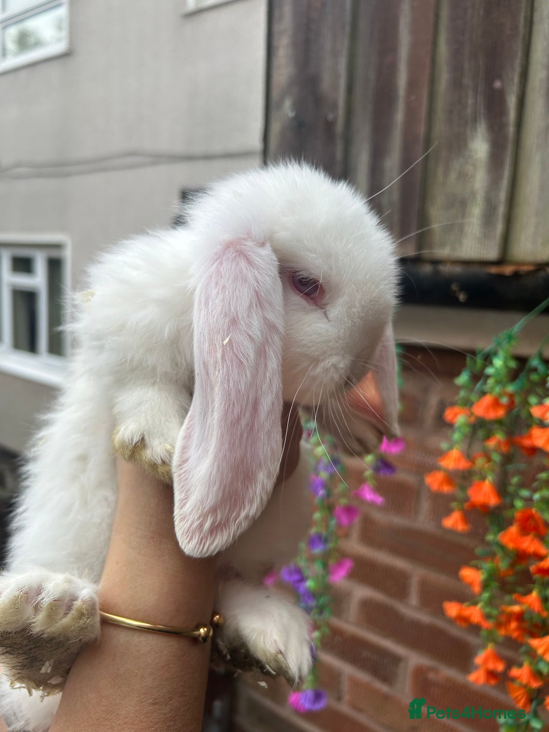 French Lop rabbits for sale: Pure French lop baby bunnies for sale  - Image 4