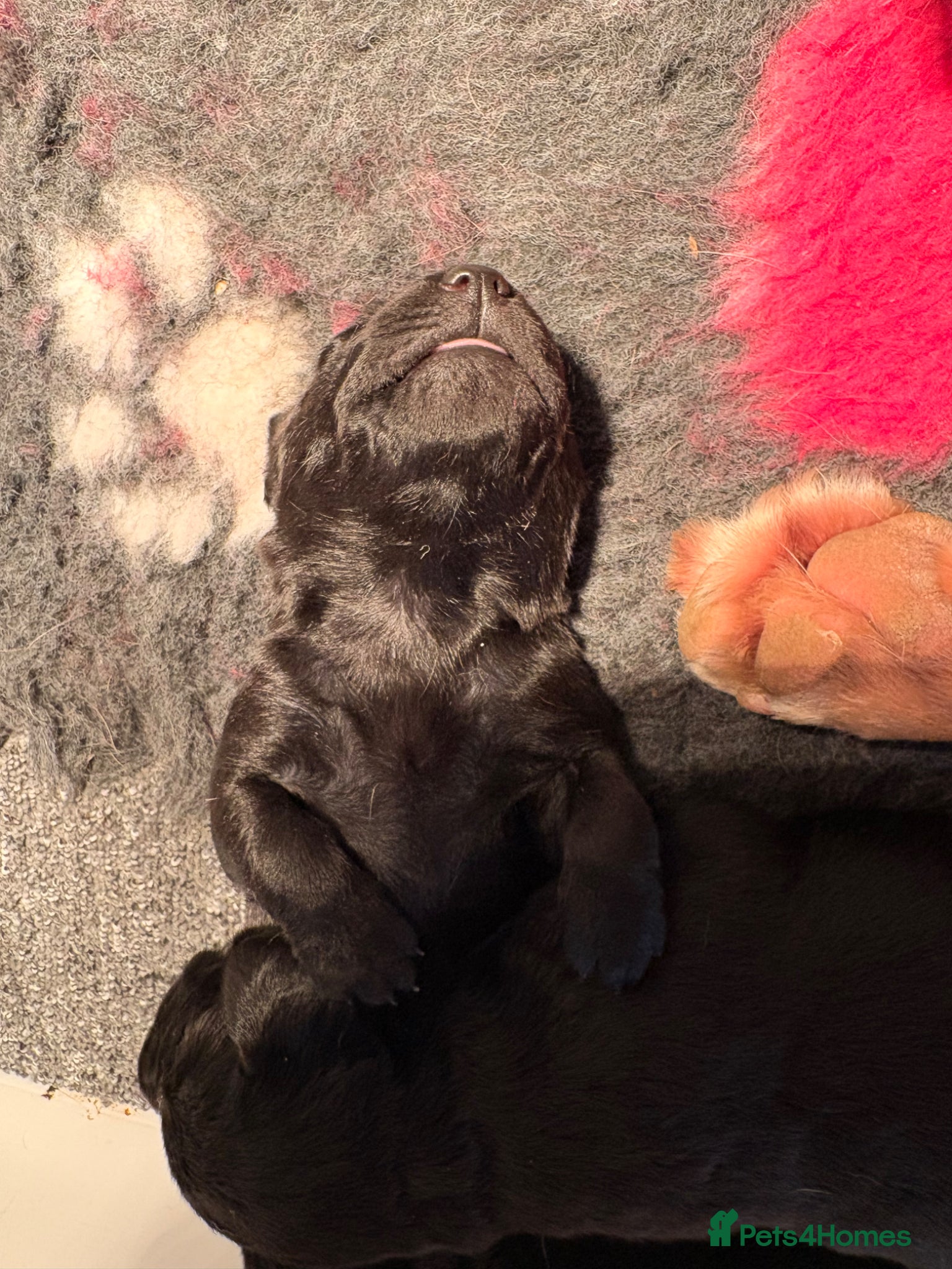 Labrador Retriever dogs KC full health tested Labrador puppies - Advert 1