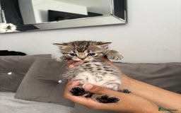 Mixed Breed cats for sale: 5 Beautiful Ragdoll x Kittens  - Image 6