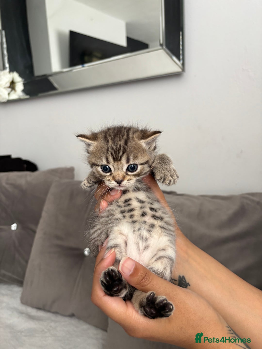 Mixed Breed cats for sale: 5 Beautiful Ragdoll x Kittens  - Image 6