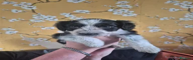 Mixed Breed Puppy 5
