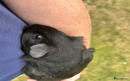 Guinea Pig rodents for sale: 4 gorgeous male guinea pigs available - Image 10