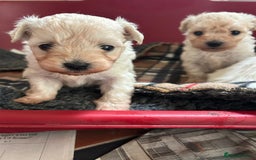 Mixed Breed dogs for sale: Gorgeous Bichon Frise x Maltese Puppies - Image 17