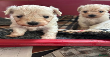 Mixed Breed dogs - Advert 4