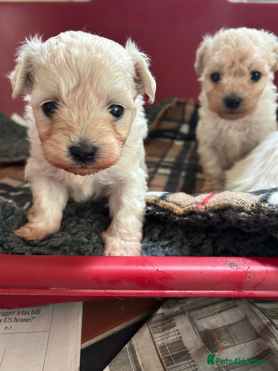 Mixed Breed dogs for sale: Gorgeous Bichon Frise x Maltese Puppies - Image 17