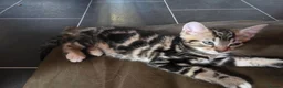 Mixed Breed cats for sale: male tabby kitten - Advert 3