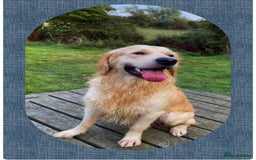 Golden Retriever dogs for sale: Golden retriever puppys - Advert 9