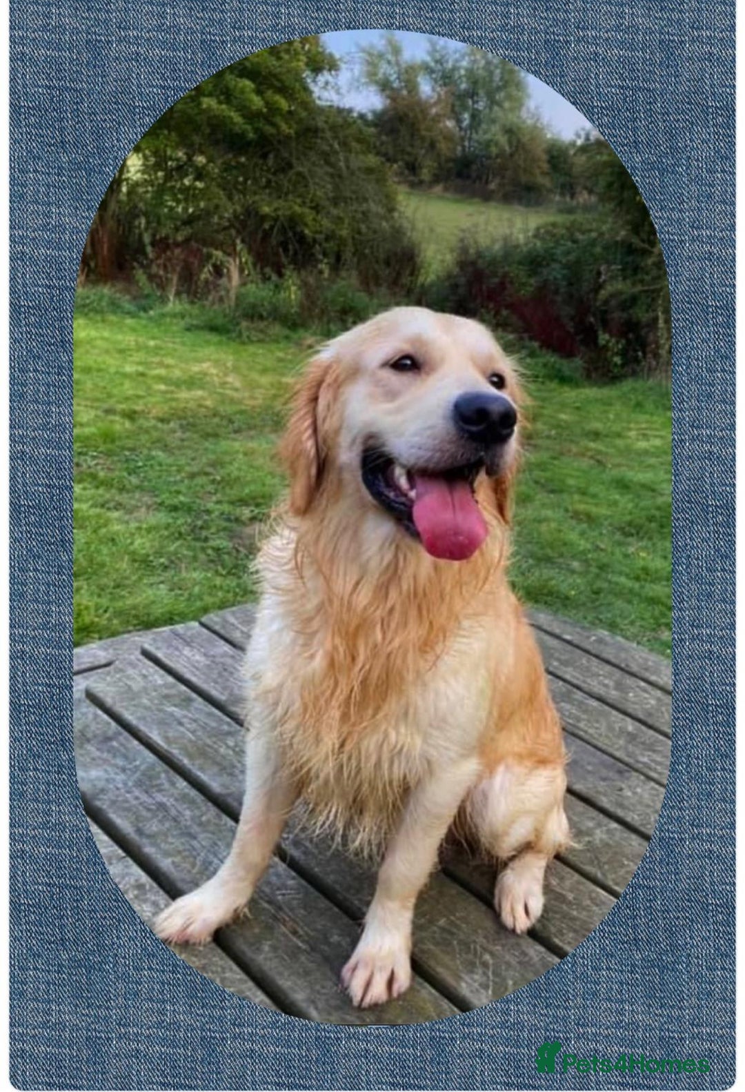 Golden Retriever dogs for sale: Golden retriever puppys - Advert 9