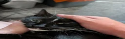 Domestic Shorthair cats for sale: Mittens, 10 months old, british shorthair in Wigan - Advert 2
