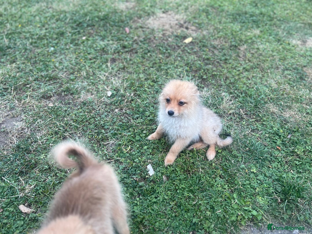 German Spitz dogs for sale: 4x Beautiful German Spitz Pomeranian Puppies  - Image 31