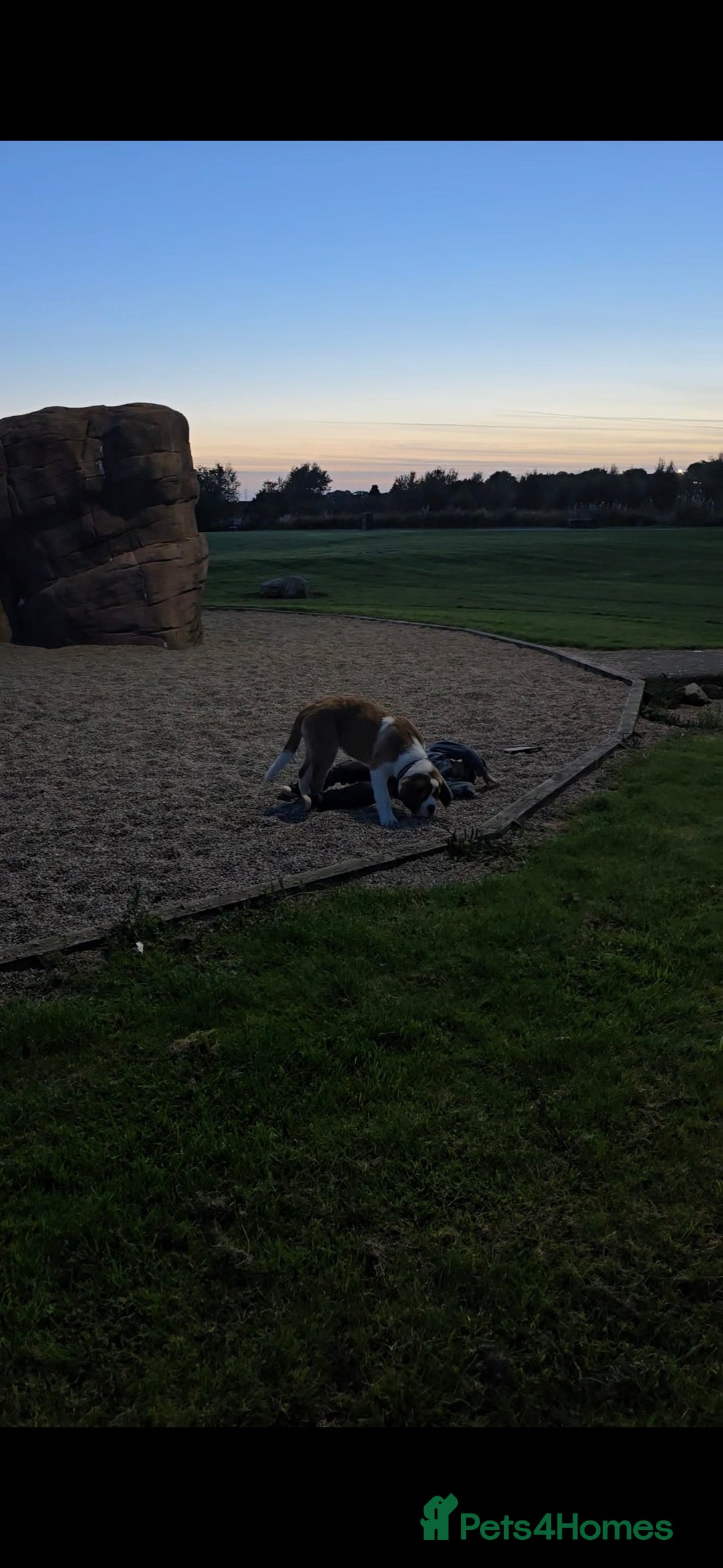 Saint Bernard dogs for sale: KC registered Female Saint Bernard puppy - Advert 6