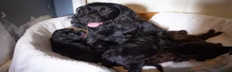 Mixed Breed dogs for sale: Cocker shi-poo puppy’s  - Advert 5
