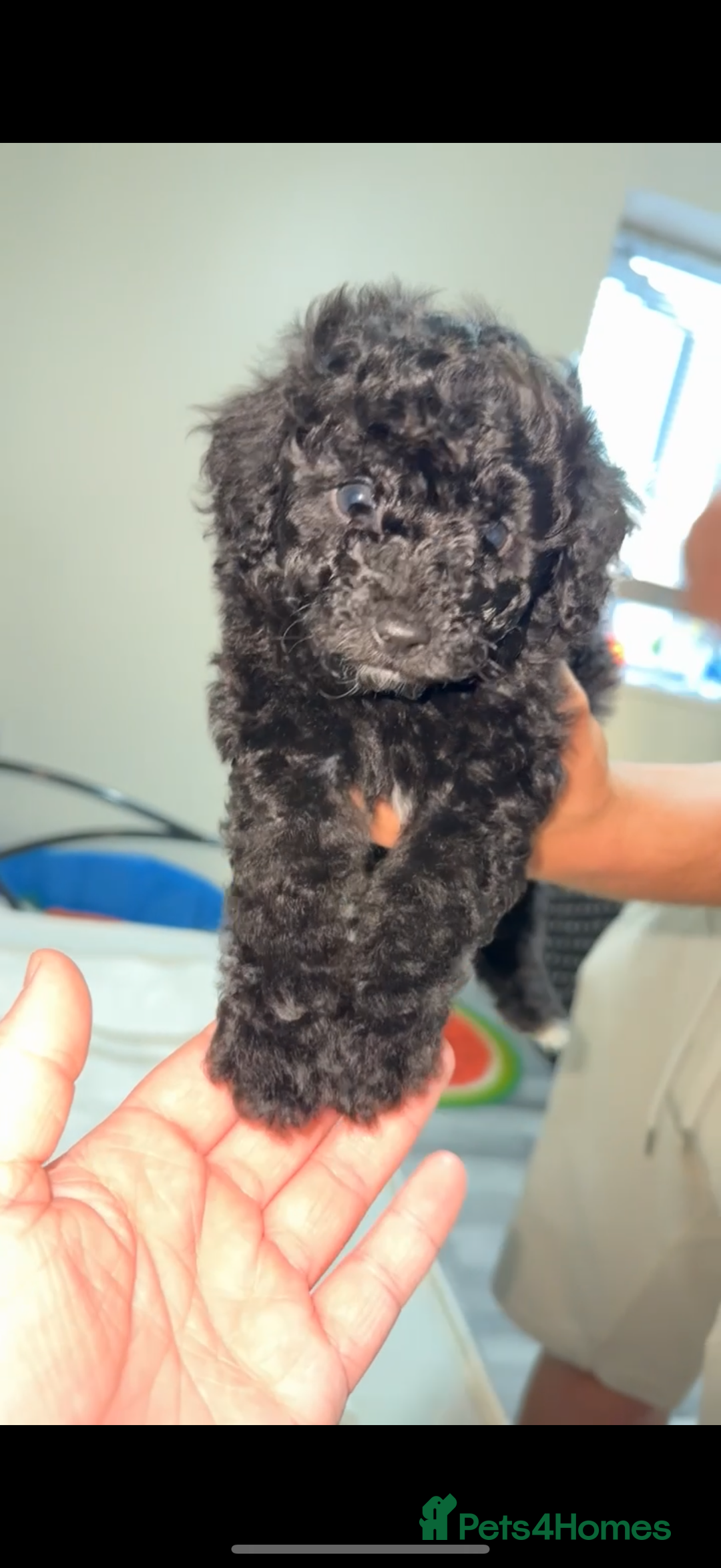 Pomapoo dogs for sale: 4 Beautiful Puppies - 3 Boys🩵 - 1 Girl🩷  - Image 6