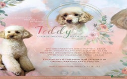Cockapoo dogs for sale: ✨ Quality F2 Cockapoos ✨ Reputable Breeder  - Image 15