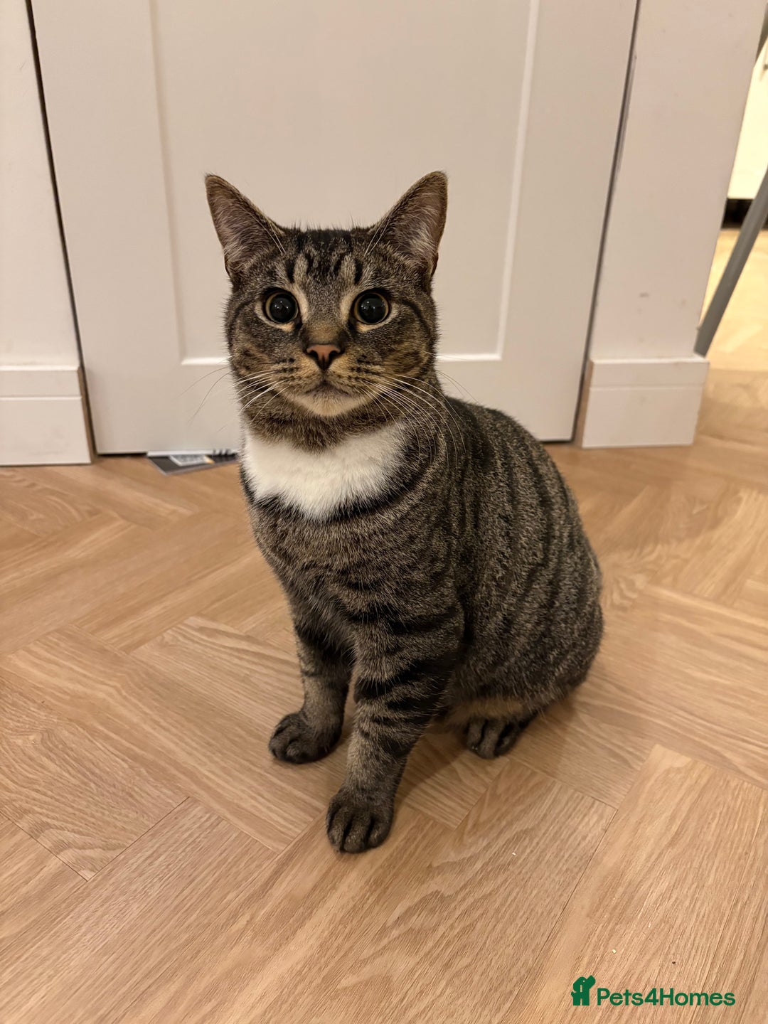 Mixed Breed cats for sale: Young male kitten - Advert 3